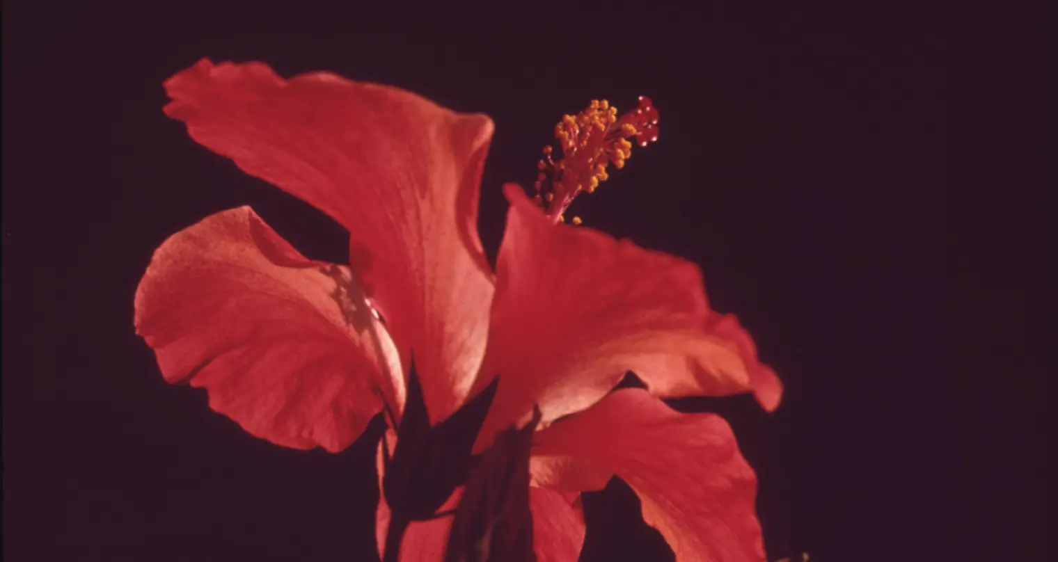 Foto di un fiore rosso in primo piano.